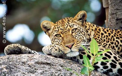 WWF: Indochinesischer Leopard akut vom Aussterben bedroht