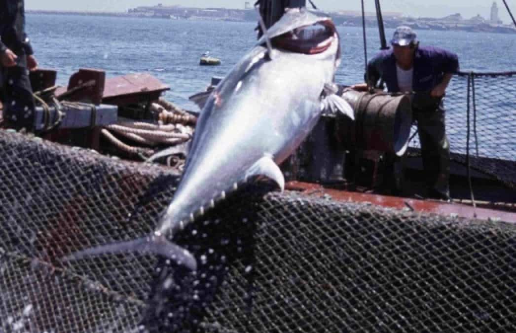 WWF: Schwarzhandel mit Rotem Thunfisch über Panama