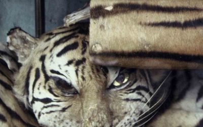 Tausend Tote Tiger: Was vom Tiger übrig bleibt