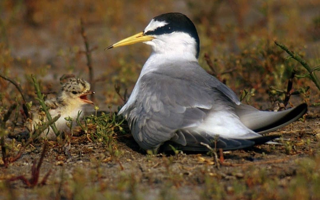 UNESCO richtet Biosphärenpark „Mur-Drau-Donau“ ein