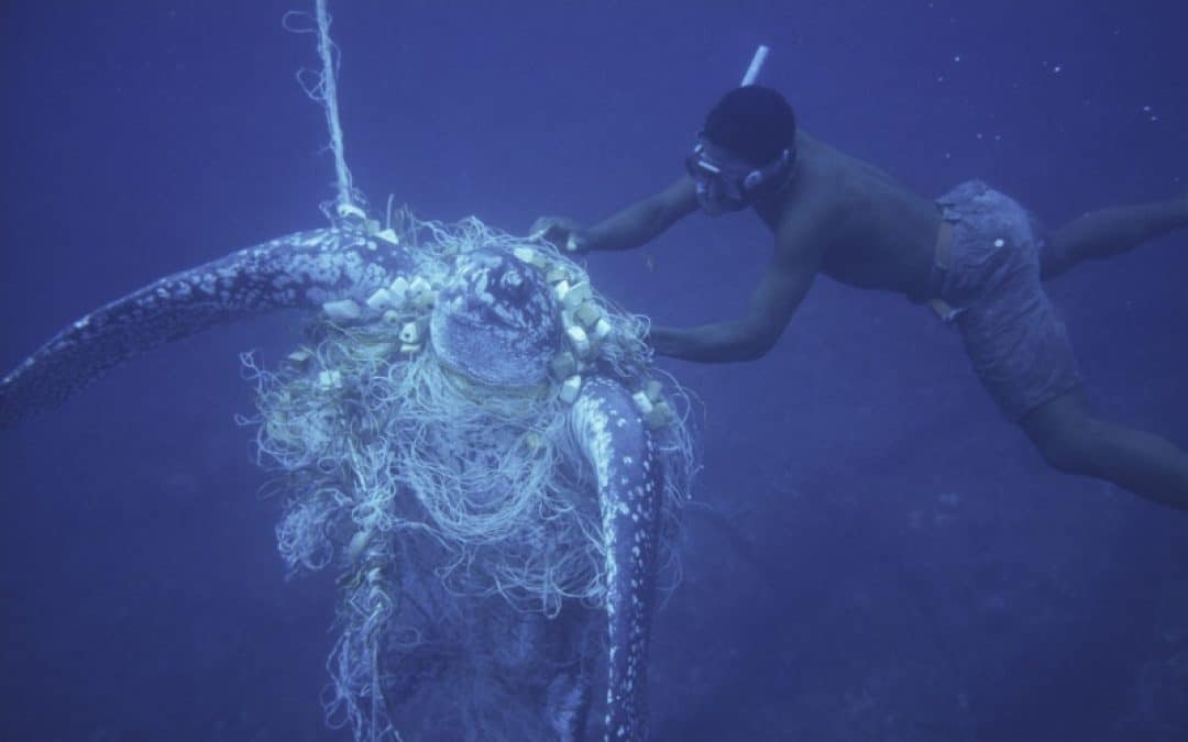 Rettungsmaßnahmen für größte Meeresschildkrötenart fixiert
