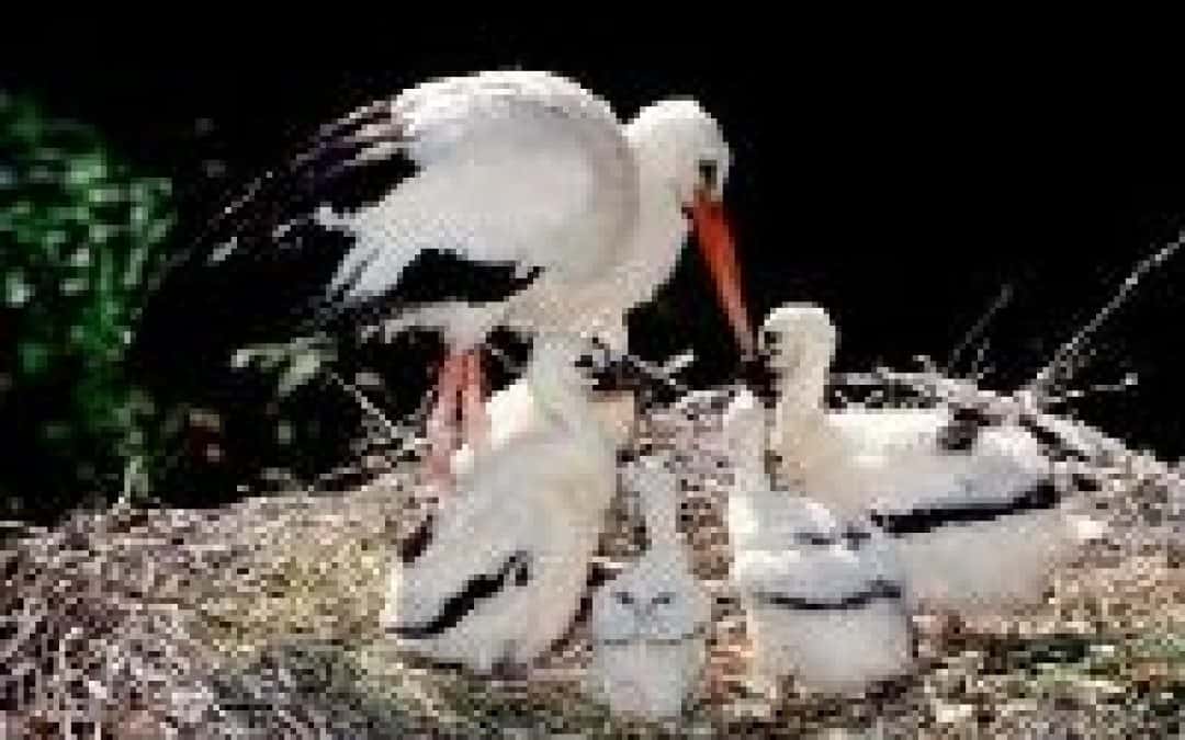 WWF macht Volkszählung bei Familie Storch