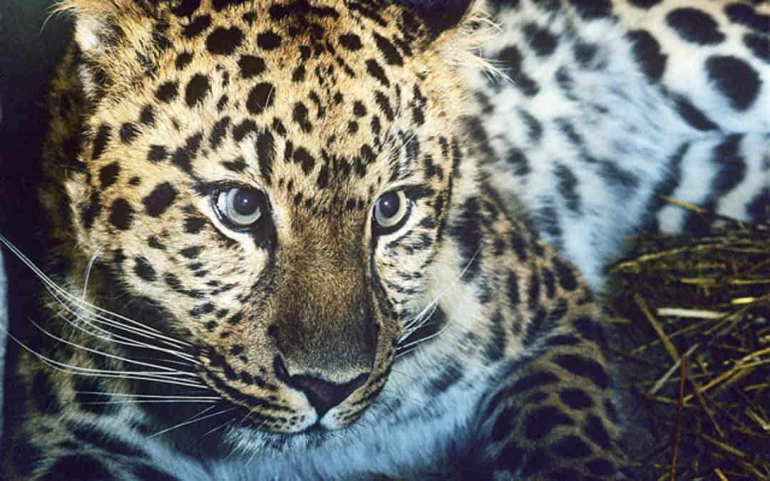 Extrem selten: Amur-Leoparden haben 50 Prozent Bestandszuwachs