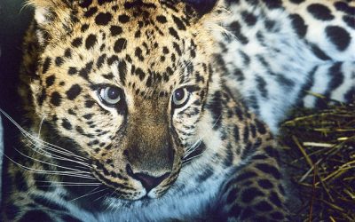 WWF: Mehr Amur-Leoparden in Russland!