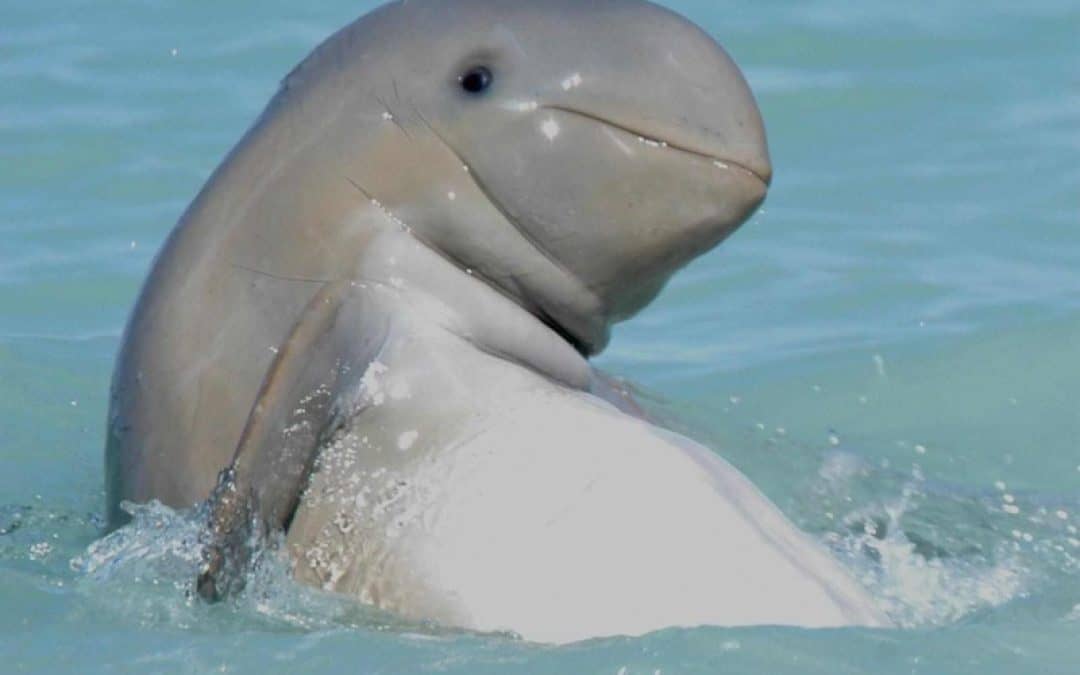 Delphine durch Schiffskollisionen und verlorene Netze massiv gefährdet