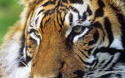 Staats- und Regierungschefs beschließen globalen Tiger-Rettungsplan