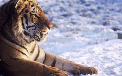 Videobeweis: Sibirischer Tiger erobert China zurück