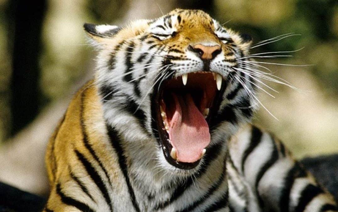 WWF-Erfolg: Tigerzahlen in Nepal verdoppelt