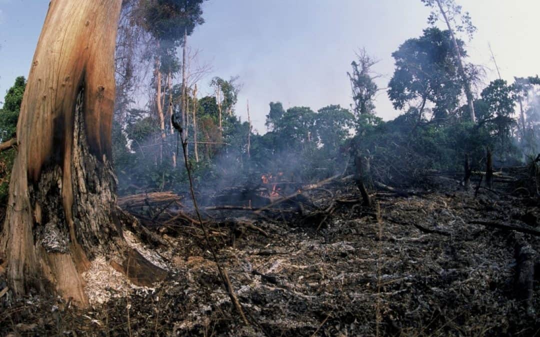 WWF zum 50. Earth Day: Klima schützen, Raubbau an der Natur stoppen