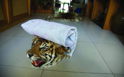 Tiger-Gipfel in St. Petersburg: WWF veröffentlicht Undercover-Report
