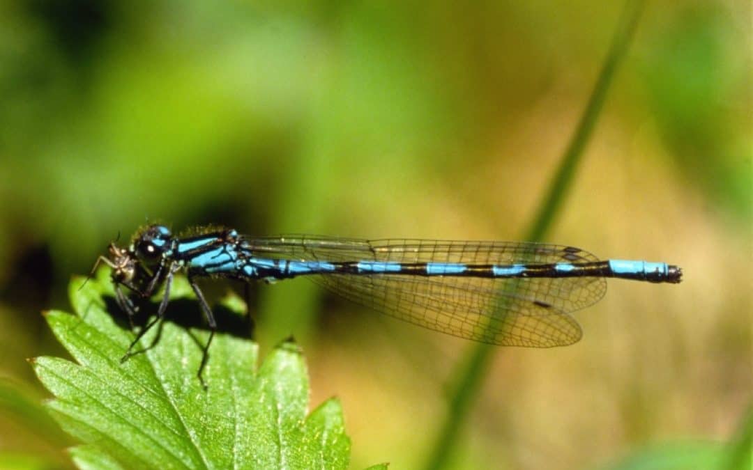 Naturschutznovelle: Umweltverbände fordern „Der Natur ihr Recht!“