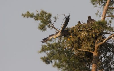 WWF: Das Nest ist gemacht – die Vögel  der Au können kommen