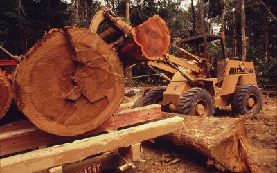 Regierung hat versagt: Brasiliens Wälder schwinden
