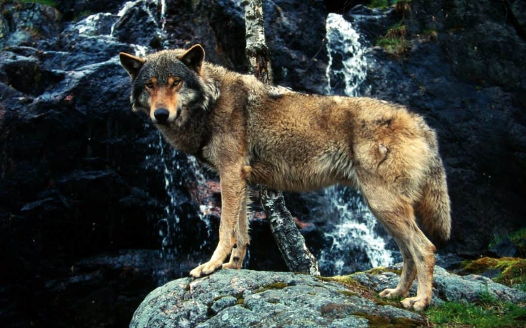 Der Wolf im Alpenraum: Ich kehre zurück, wenn ihr mich lasst