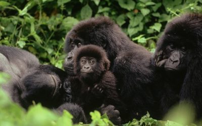 OECD-Schutz für Gorillas