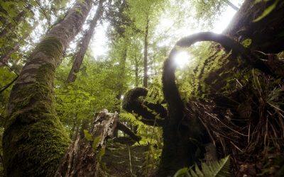 Oh, Tannenbaum! Österreichs schönste Wälder ohne „Hoffnung auf Beständigkeit“?