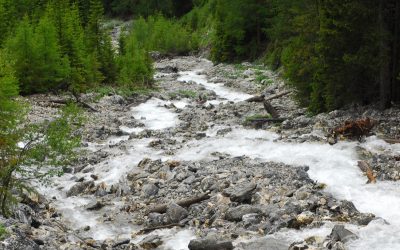 WWF fordert neues Leben für Österreichs Flüsse