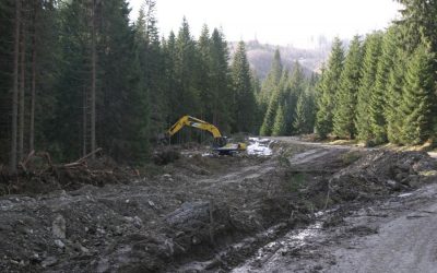 Illegaler Holzhandel befürchtet: WWF Österreich reicht Beschwerde ein