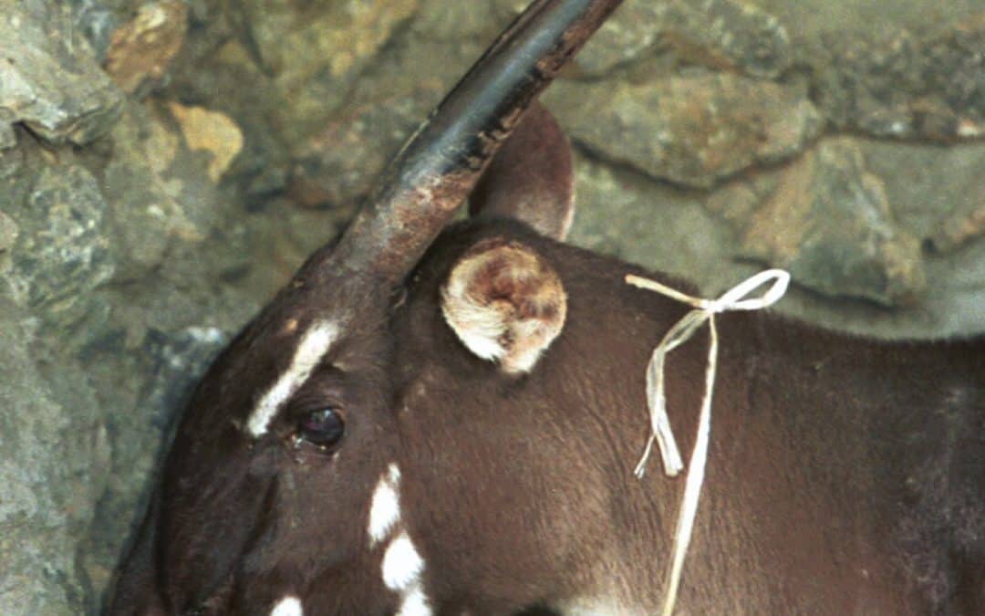 Rätselhaftes Säugetier: WWF warnt vor dem Aussterben des Saola