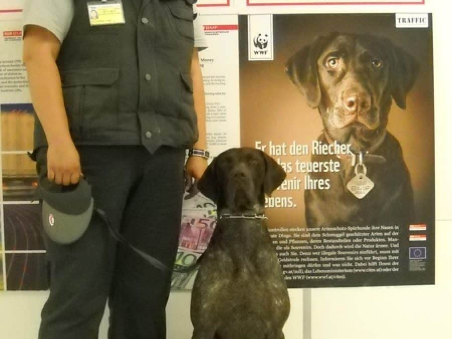 Detektiv auf vier Pfoten: Hund „Lord“ hilft Zöllnern gegen Artenschmuggel