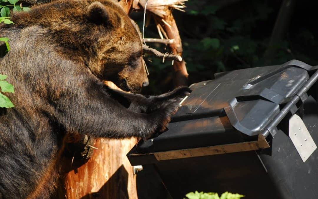 WWF: Bärenstarke Mülltonne übersteht Härtetest