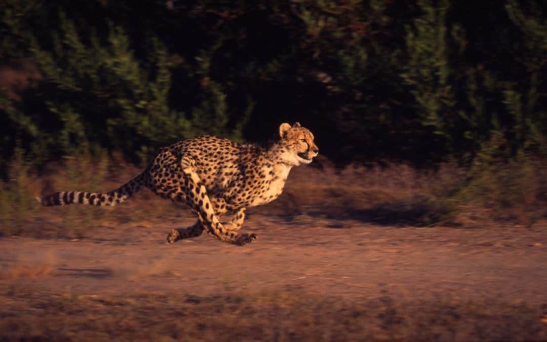 Schneller, höher, stärker: Olympia-Rekorde im Reich der Wildtiere