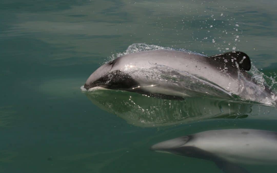 WWF: Maui-Delfine vor der Ausrottung – 55 Tiere noch am Leben