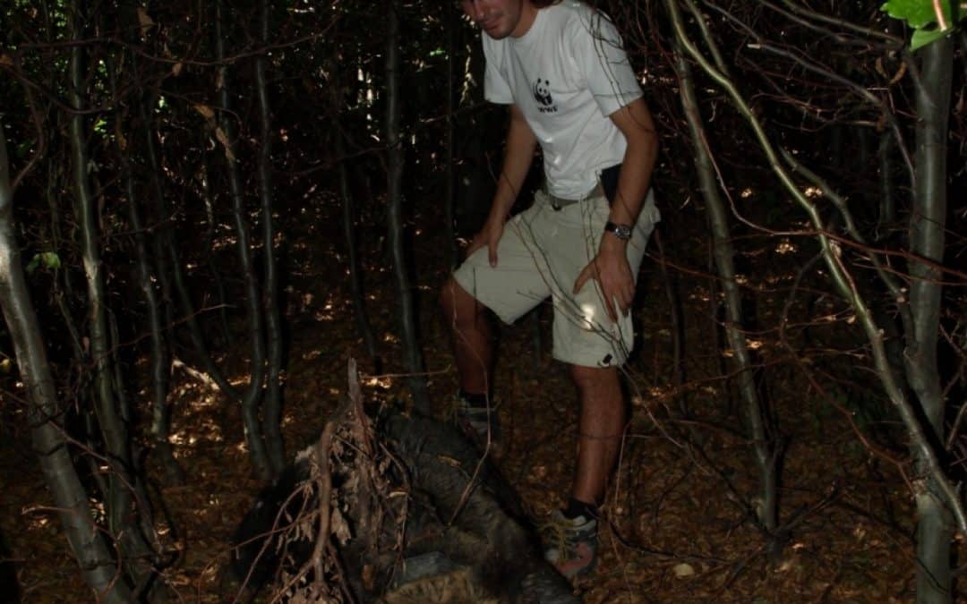 Braunbär aus WWF-Forschungsprojekt in Rumänien von Wilderer erschossen