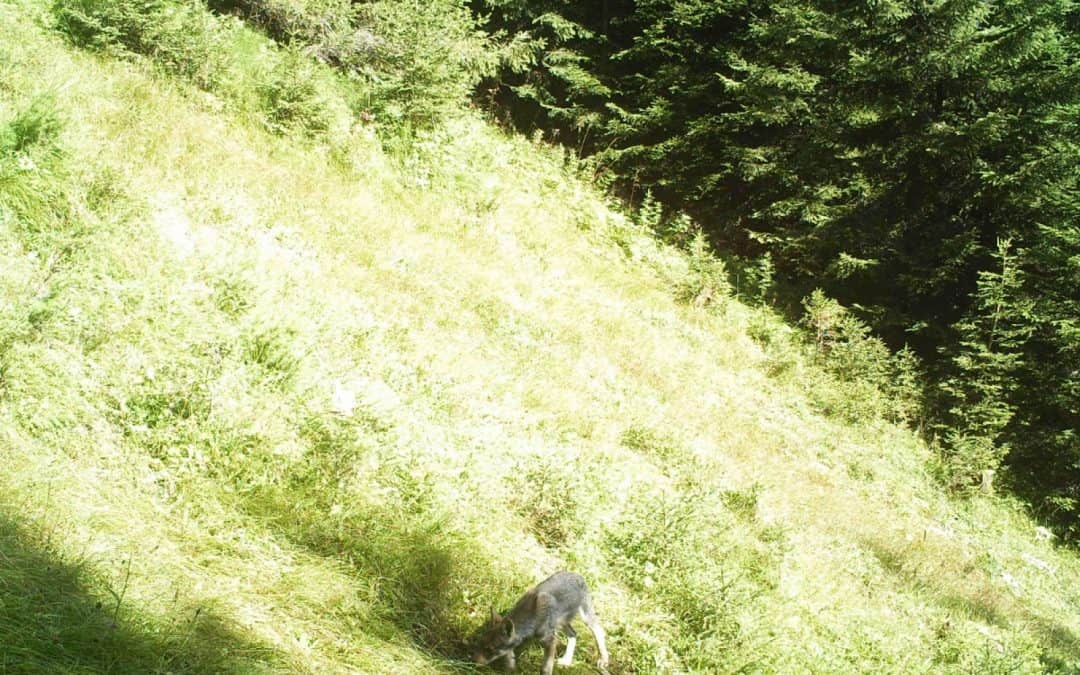 Vor den Toren Vorarlbergs: Erstmals Wolfsnachwuchs in der Schweiz