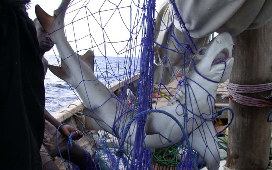 WWF: Die Weltmeere sind heute fast schutzlos ausgeliefert