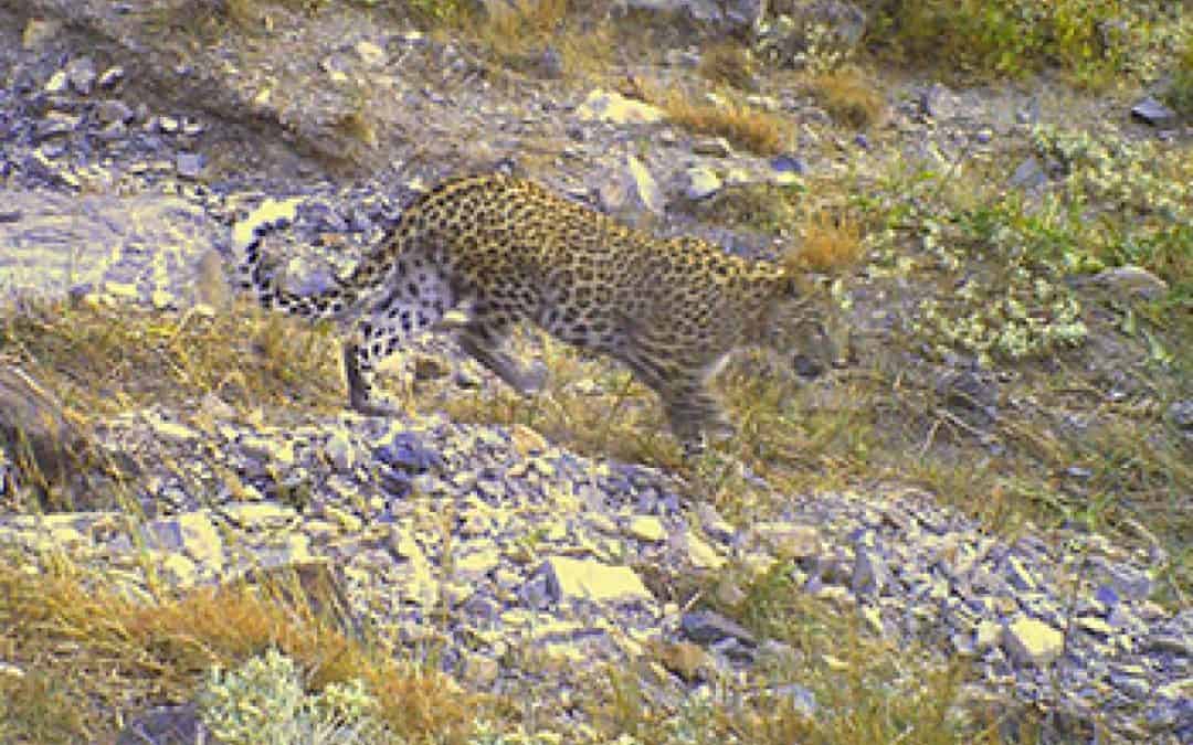 Der Leopard auf dem Sprung nach Europa