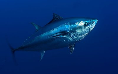 Augen auf beim Fischkauf: Keine bedrohte Arten auf den Teller