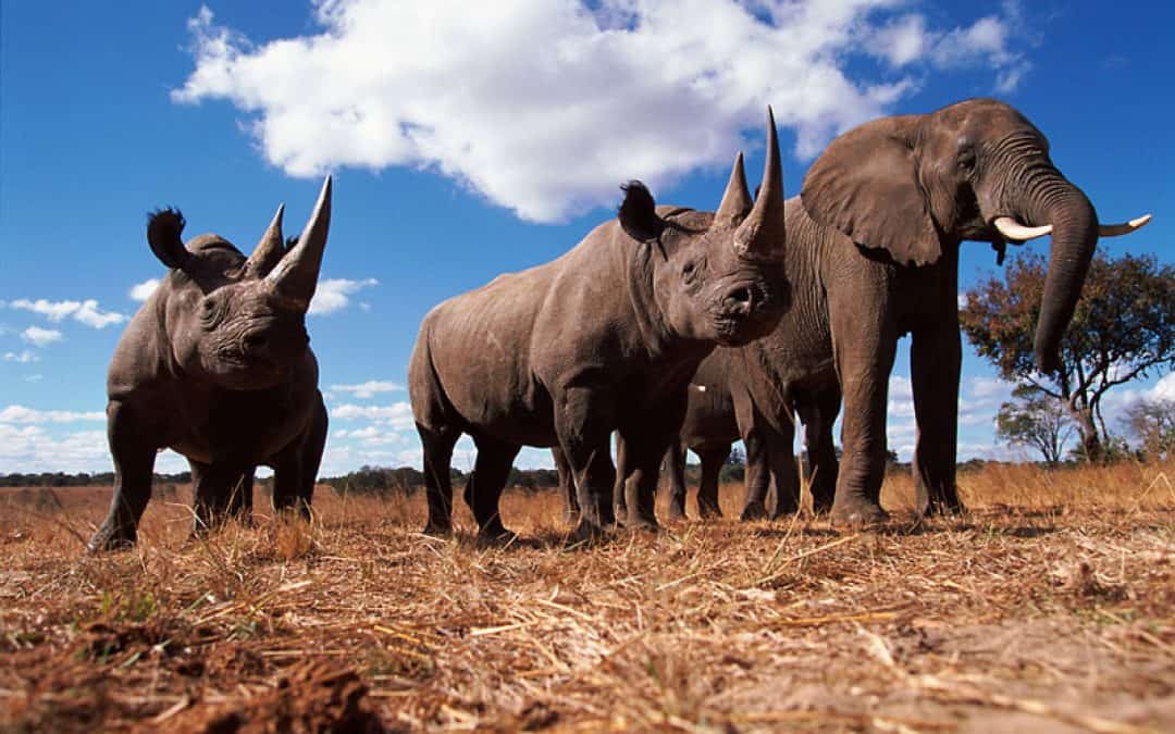 WWF: Teilerfolge in Bangkok für Nashörner und Elefanten