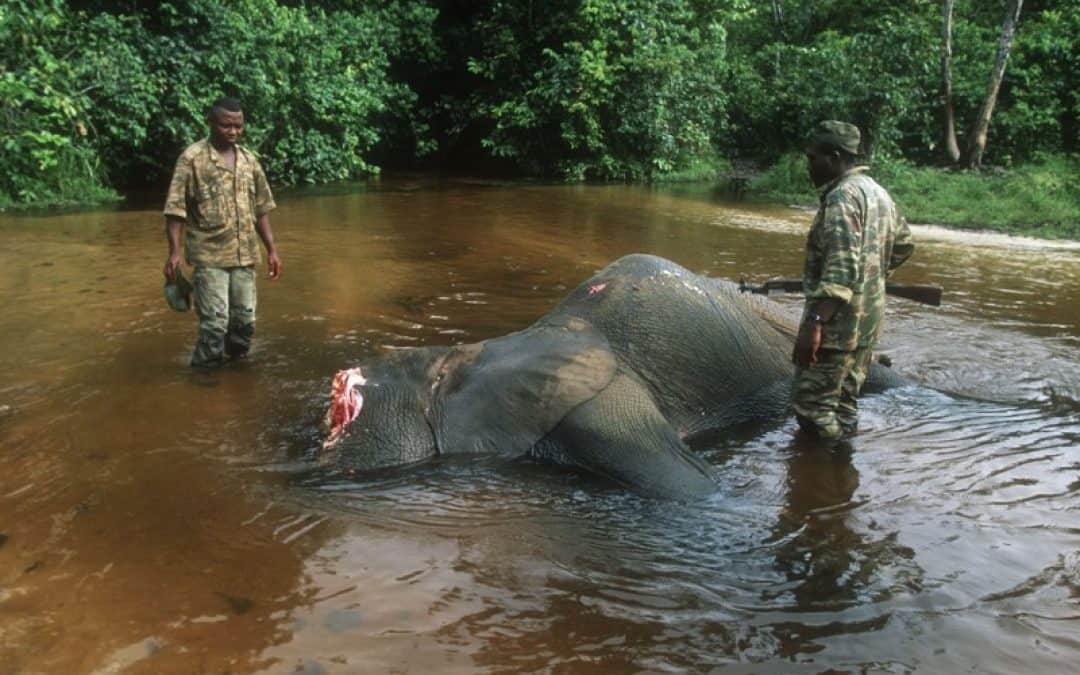 WWF: Blutiges Elfenbein für den Krieg in Zentralafrika