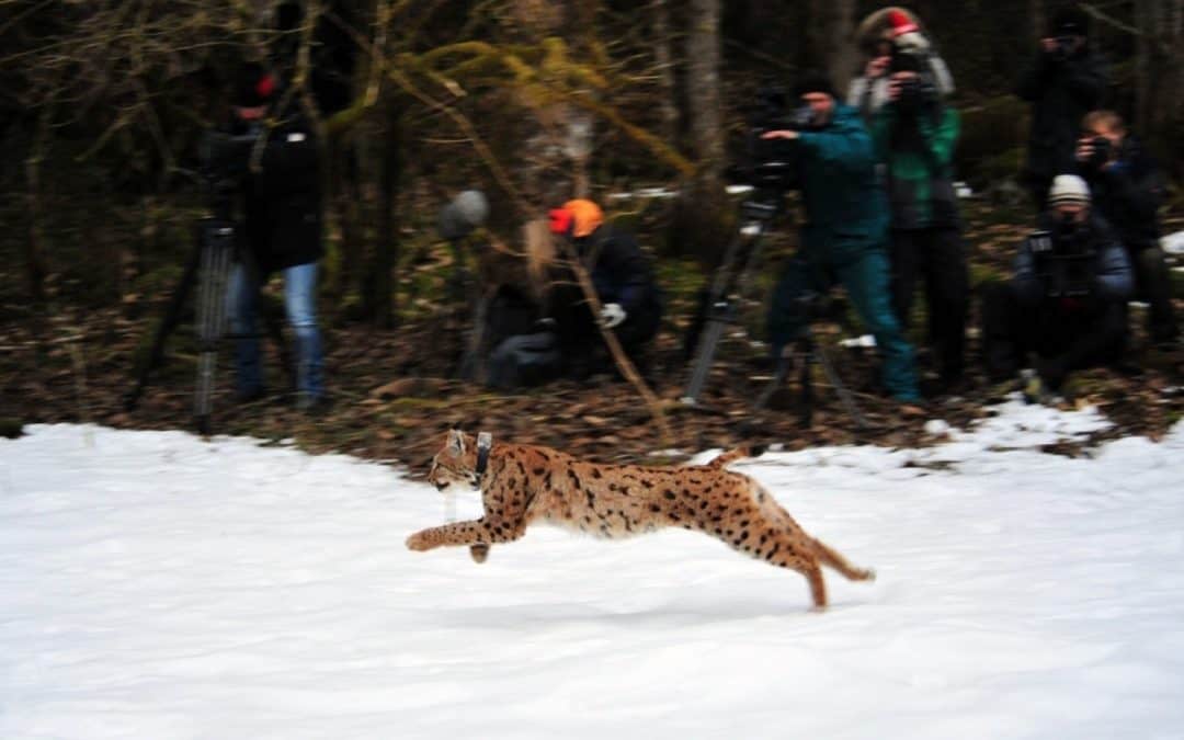 Luchsin Kora im Nationalpark Kalkalpen freigelassen