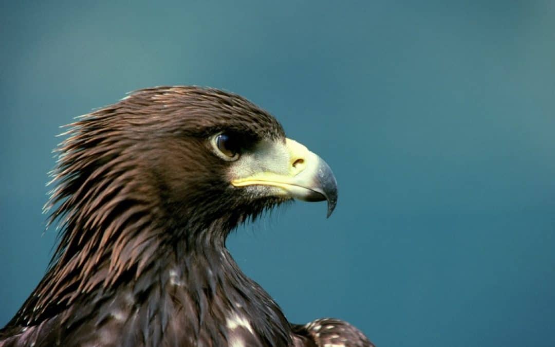 Vergifteter Steinadler: Naturschützer fordern Verbot von Bleimunition