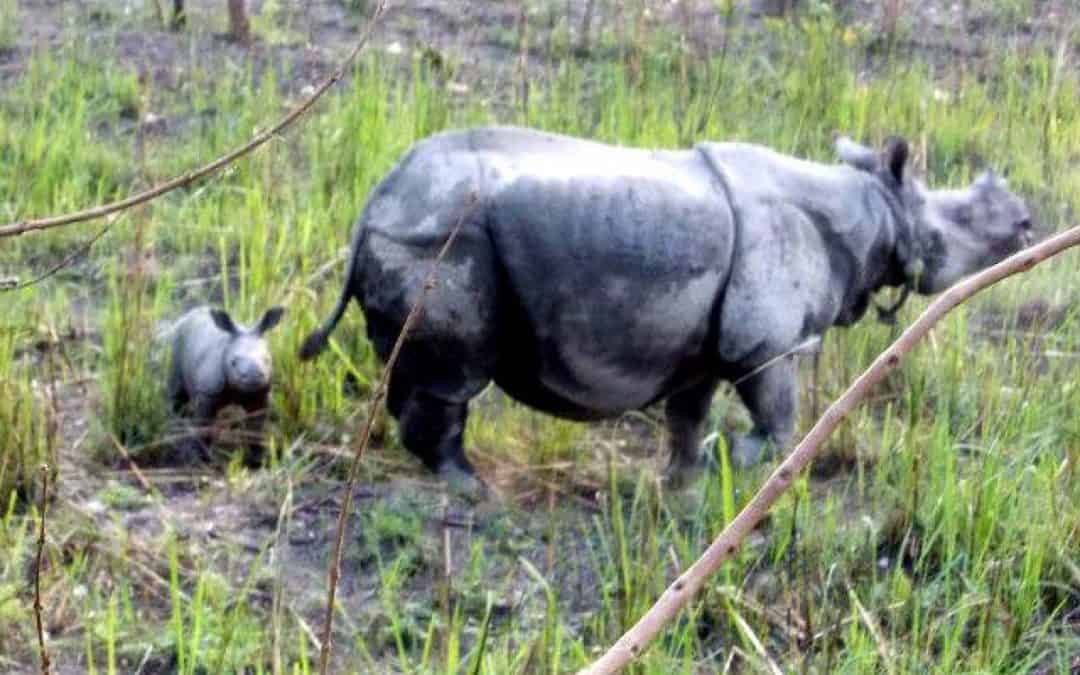 Gier nach Nashorn erreicht Indien