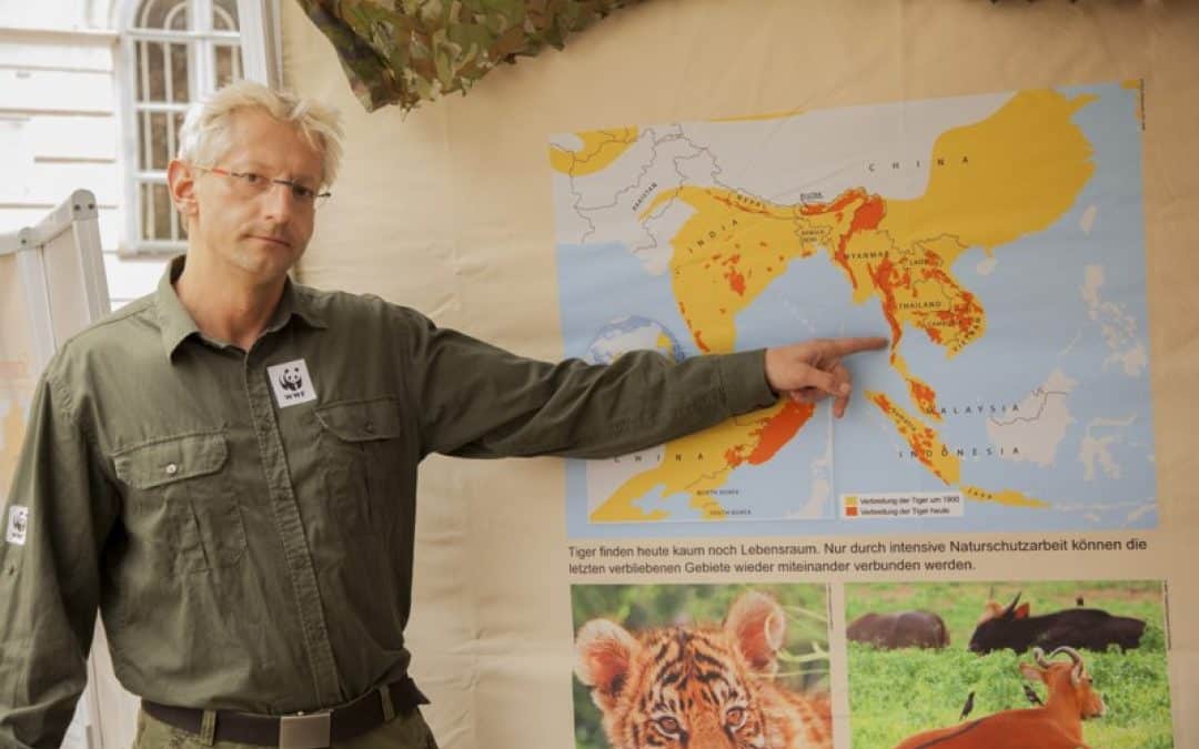 WWF ab heute mit Tiger-Ausstellung in Oberösterreich