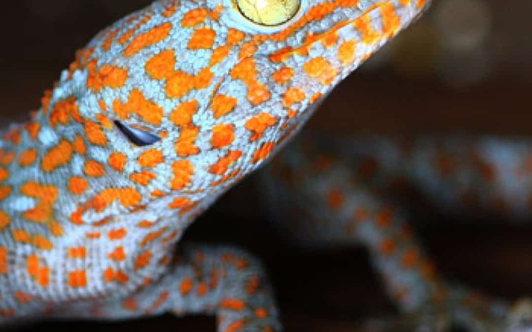 HIV-Aberglaube bedroht Gecko