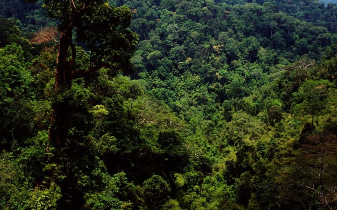 WWF-Report: Dramatischer Waldverlust gefährdet Mekongländer Südostasiens