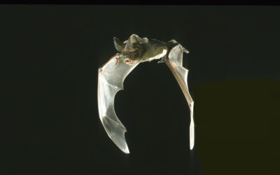 Faltig, glatt und hufeisenförmig: Fledermäuse haben die Nase vorn