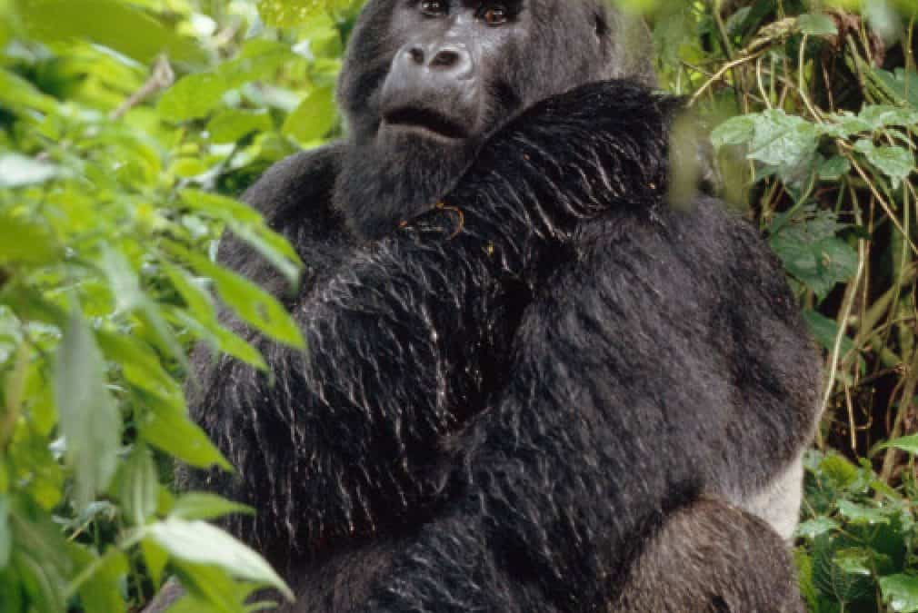 Virunga: Schwarzer Fluch über Afrikas Himmel