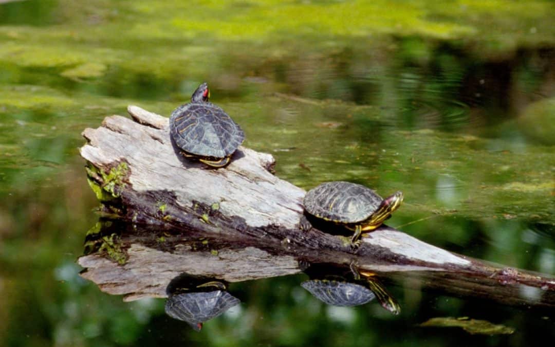 Schnappschildkröte und Tigermücken: Die Tierische Invasion