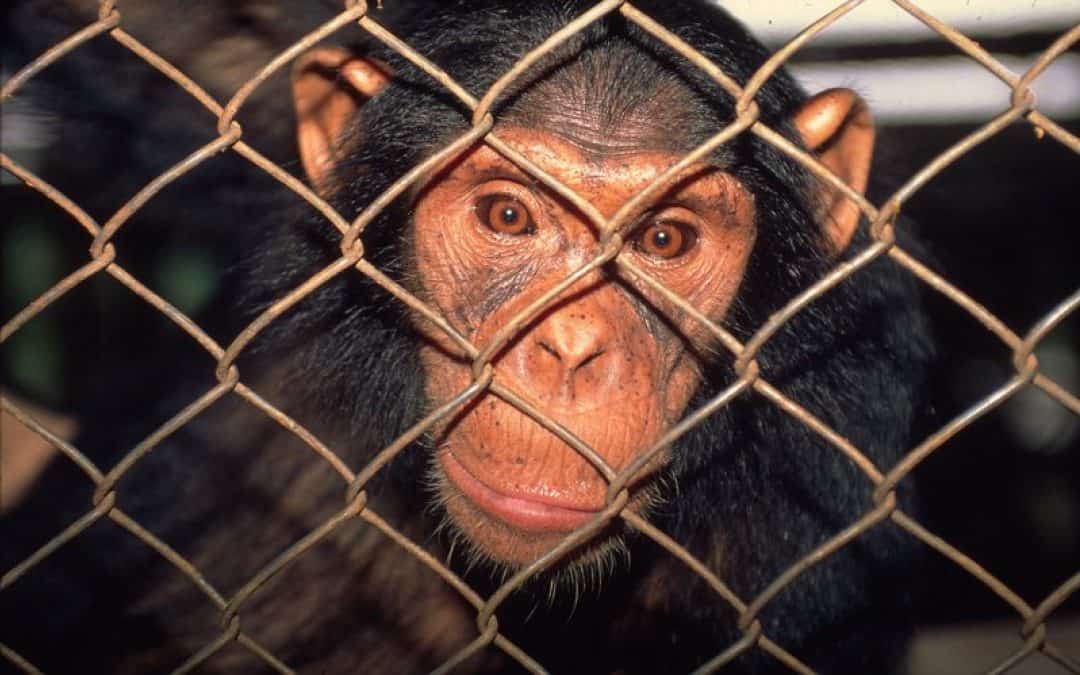 Schmuggler von 500 Schimpansen in Guinea verurteilt