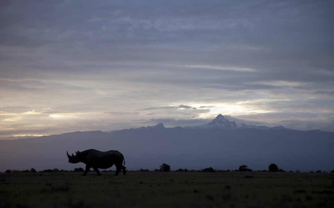 Sonntag ist Tag des Nashorns: Wildereiexzess in Südafrika