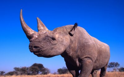 World Rhino Day: Bisherige Erfolge beim Spitzmaulnashorn durch Wilderei gefährdet