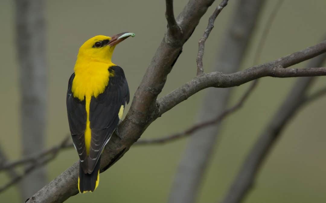 Isel: Klare Worte für Natura 2000 Ausweisung durch EU-Umweltkommissar