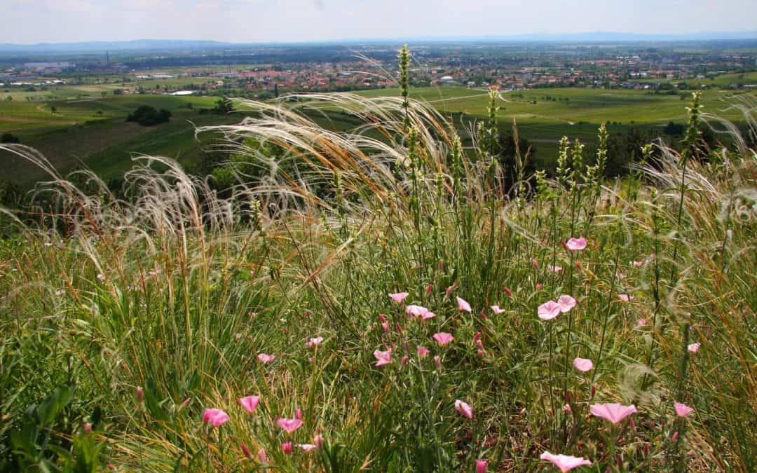 Österreichs Naturschützer schlagen Alarm