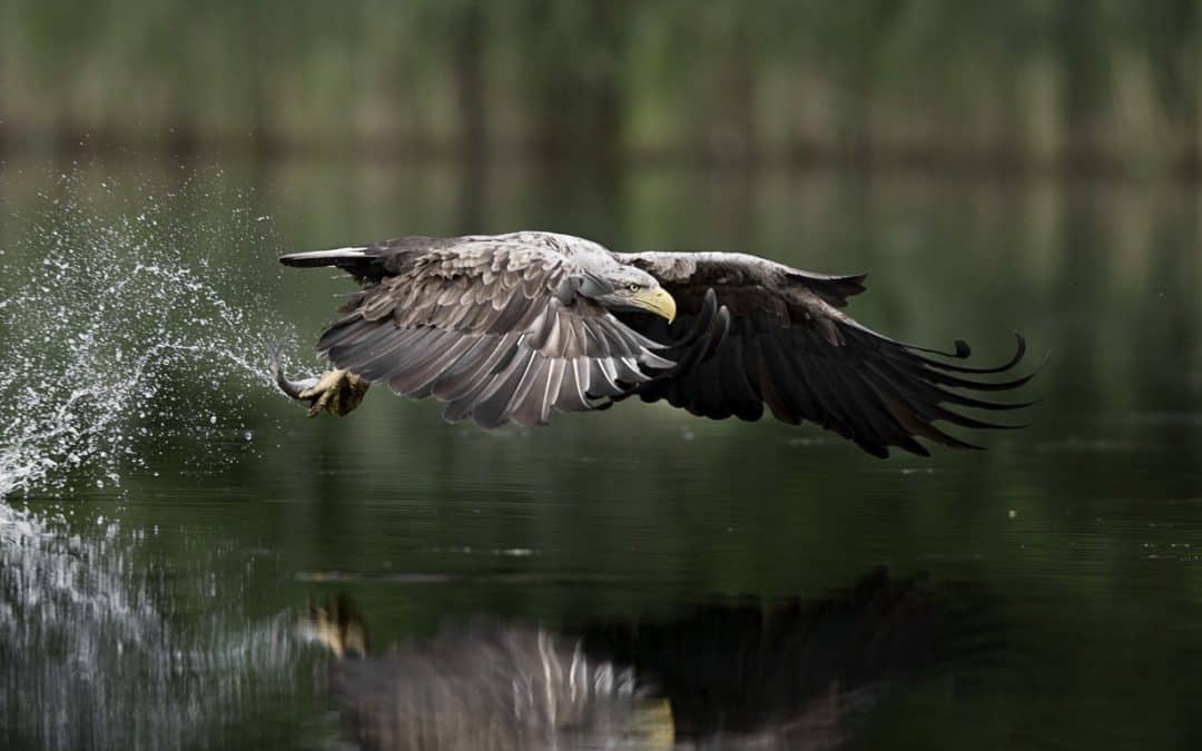 Über 230 Seeadler und 100.000 Wasservögel an den Auen von Mur, Drau und Donau gezählt