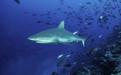 WWF: Erfolg für Schutz von Haien und Rochen